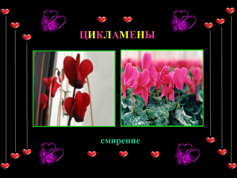 ЦИКЛАМЕНЫ смирение